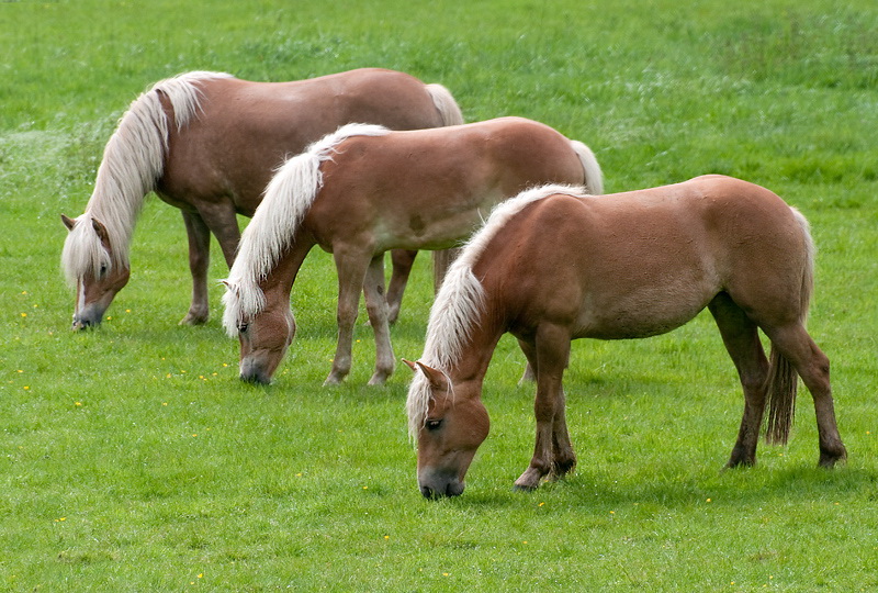 24 Pferd-Tiere-D33_7335.jpg